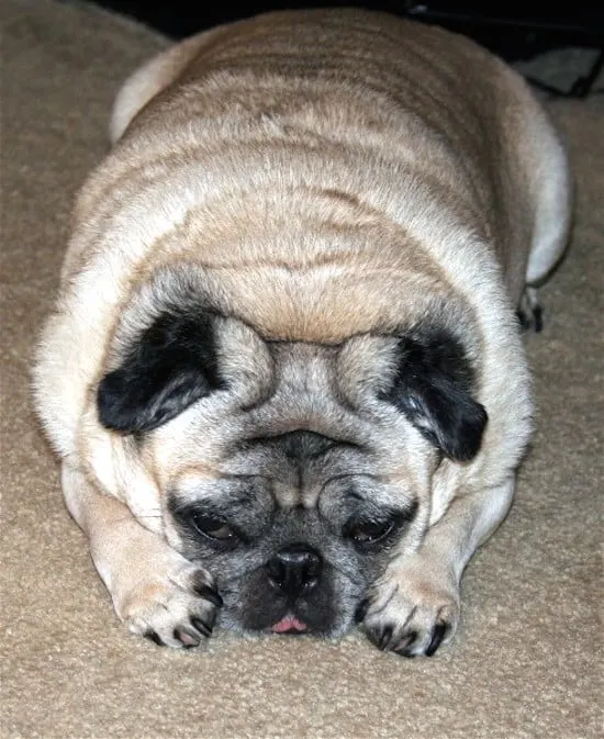 Pug bored, laying on the ground
