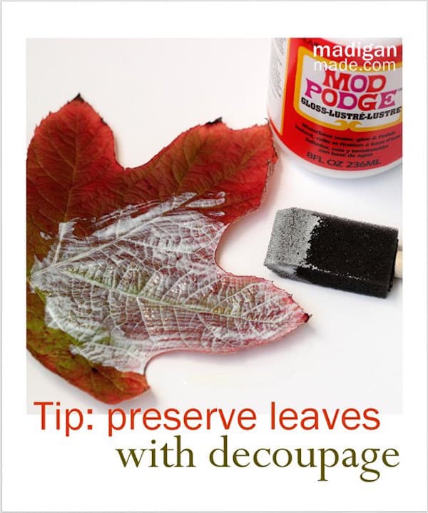 How to preserve fall leaves with Mod Podge