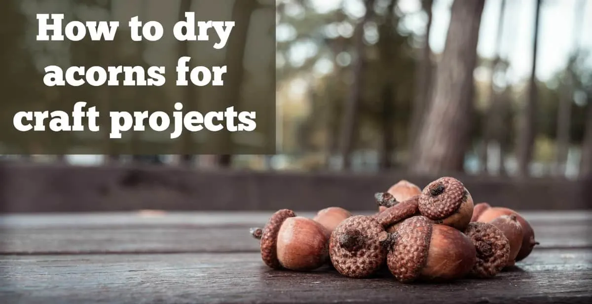 How to Dry Acorns for Fall