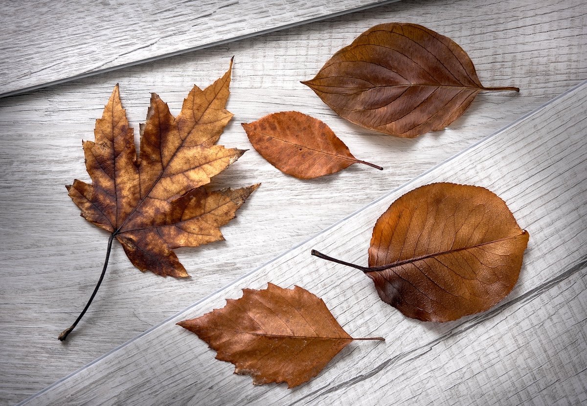 leaves soaked in vegetable glycerin