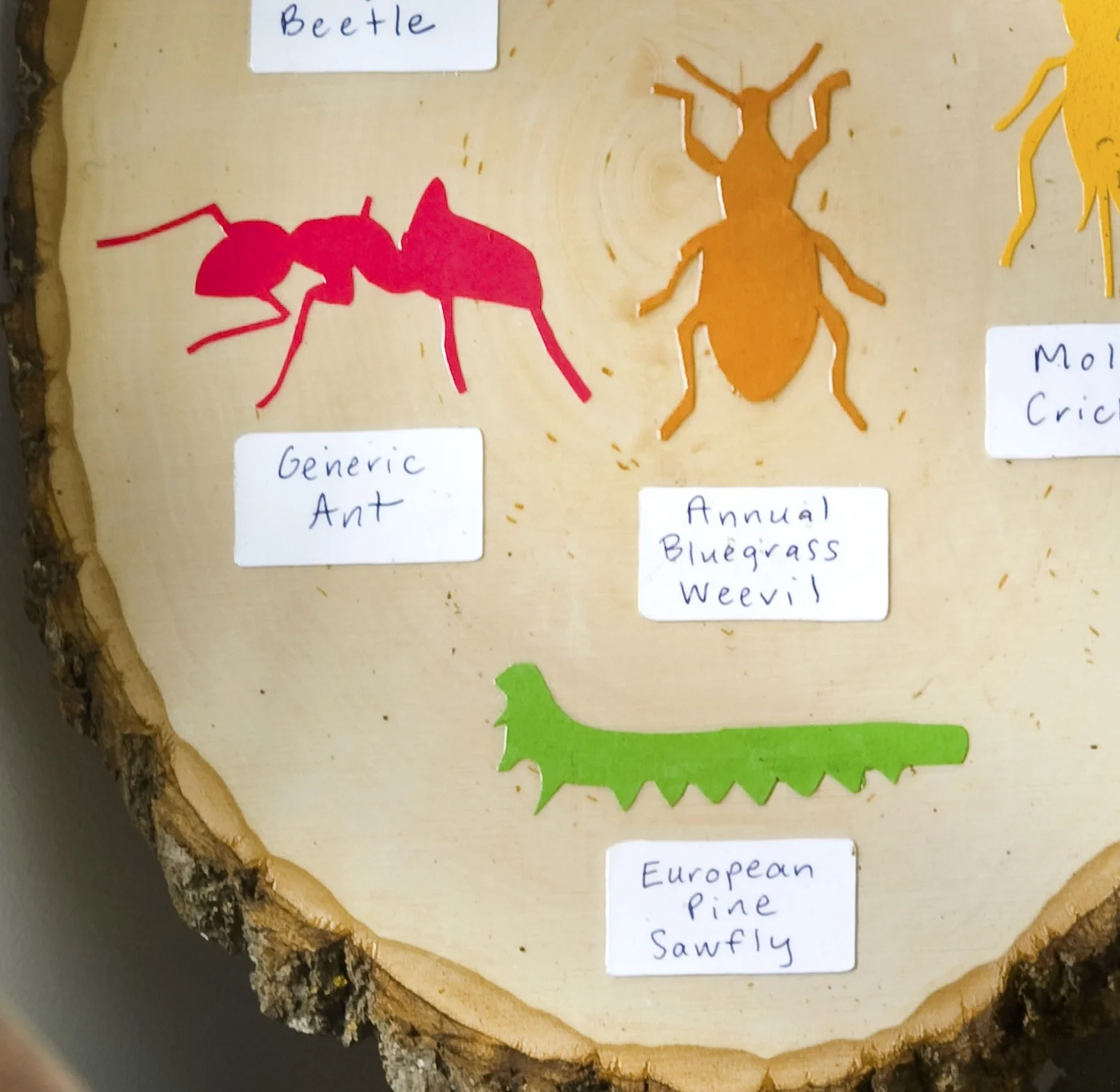 Colorful Insect ID Craft for Kids