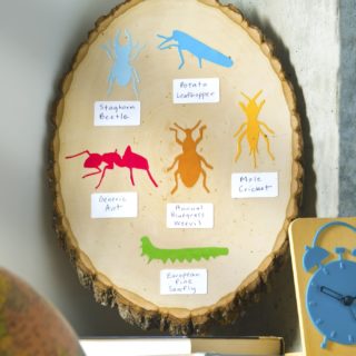 Colorful Insect Identification Craft for Kids