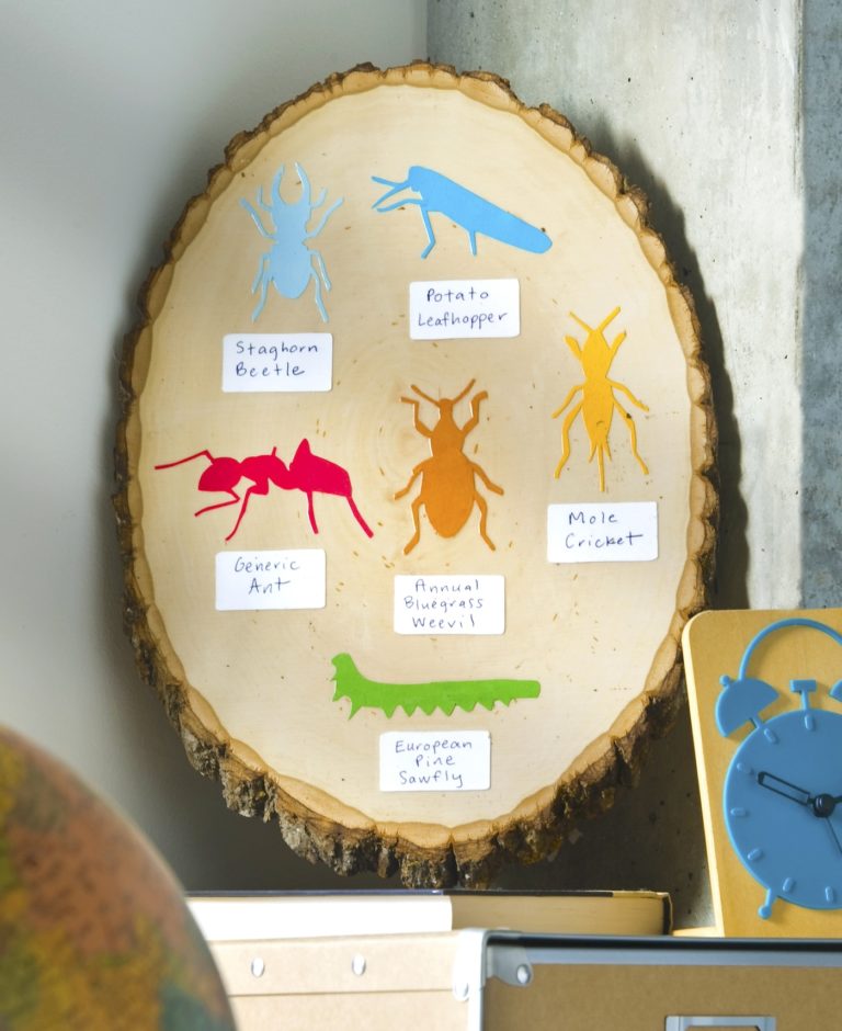 Colorful Insect Identification Craft for Kids