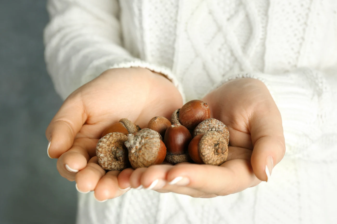 Hands-holding-dried-acorns