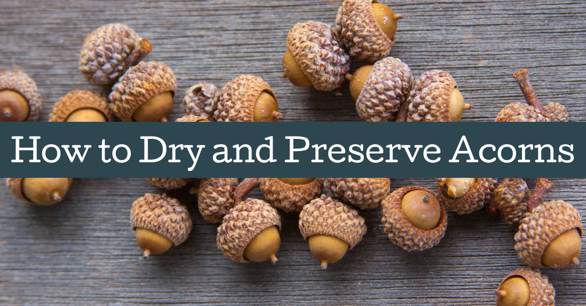 How to Dry and Preserve Acorns