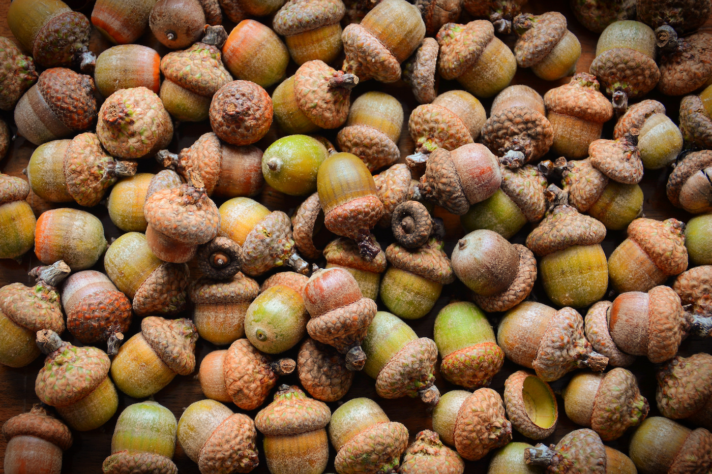 How to Dry Acorns for Fall Crafts - Life at Cloverhill