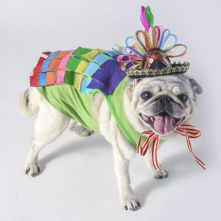 diy dog pinata costume