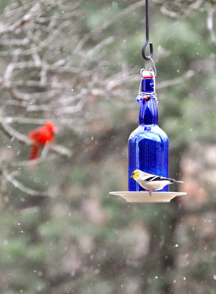 DIY Wine Bottle Bird Feeders